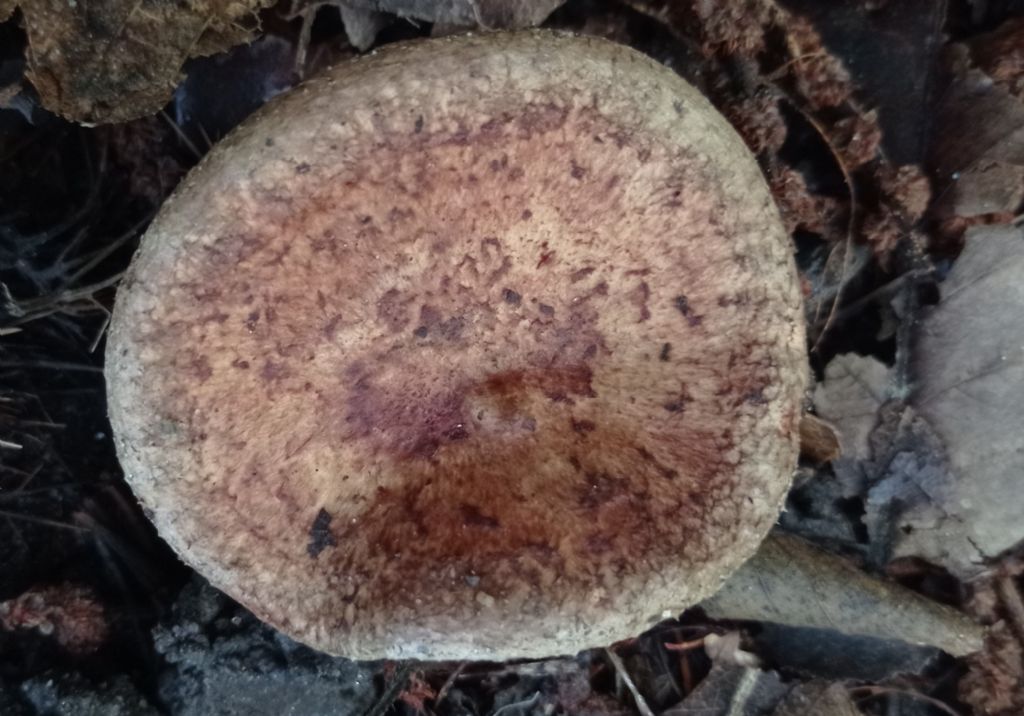 Paxillus involutus